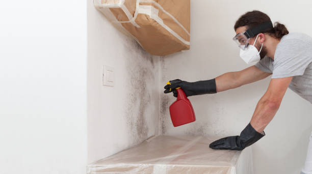 Basement Mold Remediation treatment on basement walls in Allenhurst
